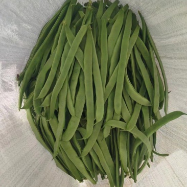 甘肃无筋豆大量上市，需要的老板联系，欢迎各位釆购