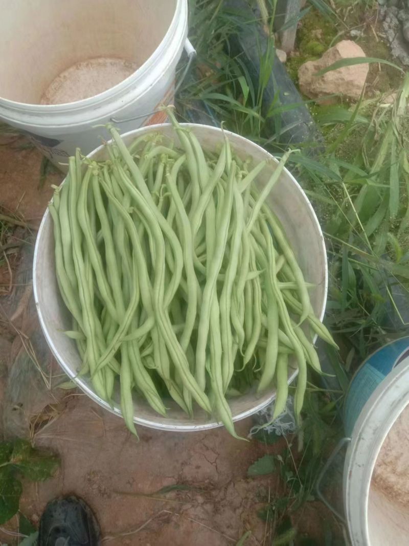甘肃无筋豆大量上市，需要的老板联系，欢迎各位釆购