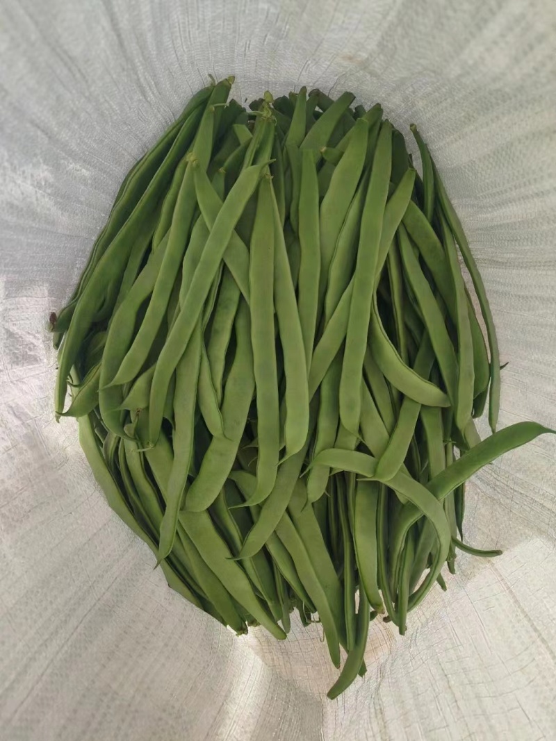 甘肃无筋豆大量上市，需要的老板联系，欢迎各位釆购
