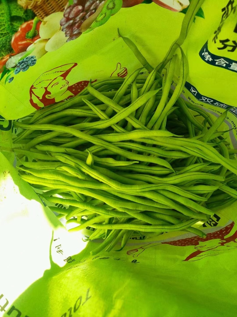 甘肃无筋豆大量上市，需要的老板联系，欢迎各位釆购