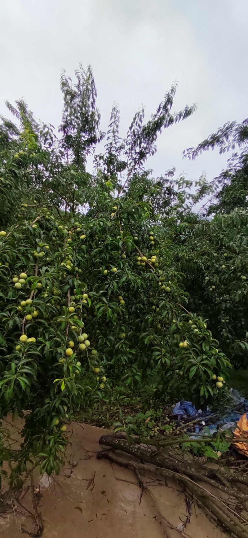 正宗六马蜂糖李