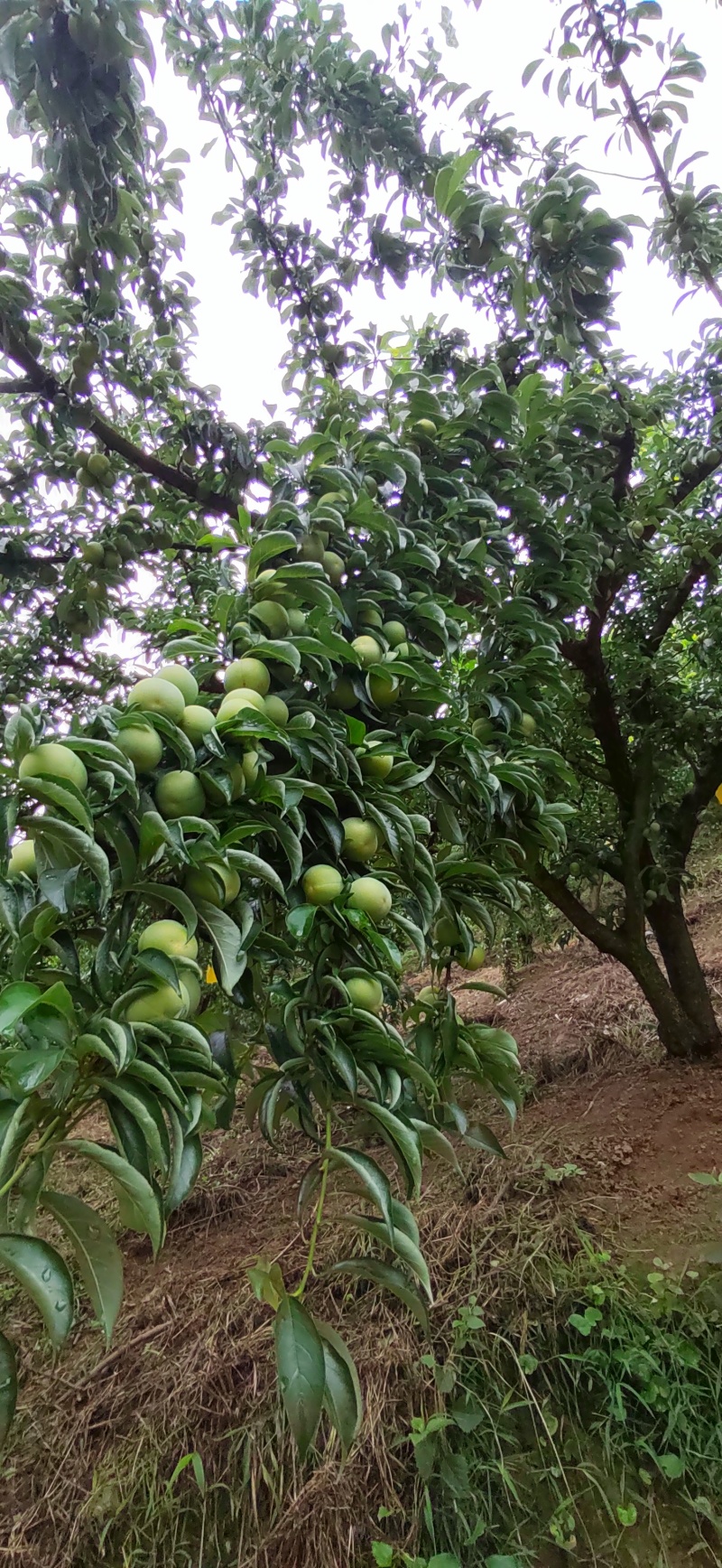 正宗六马蜂糖李