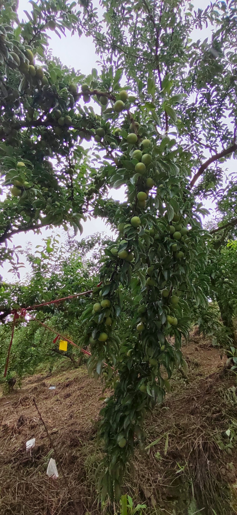 正宗六马蜂糖李