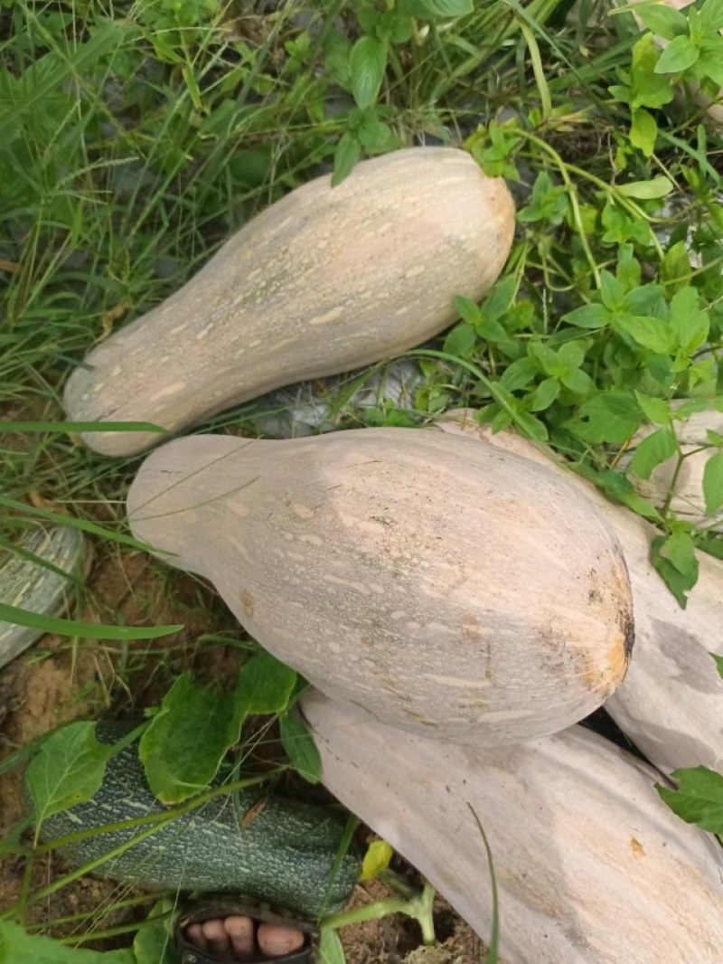 蜜本南瓜广东湛江产地直发，量大从优，保质保量对接全国市场