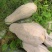 蜜本南瓜广东湛江产地直发，量大从优，保质保量对接全国市场