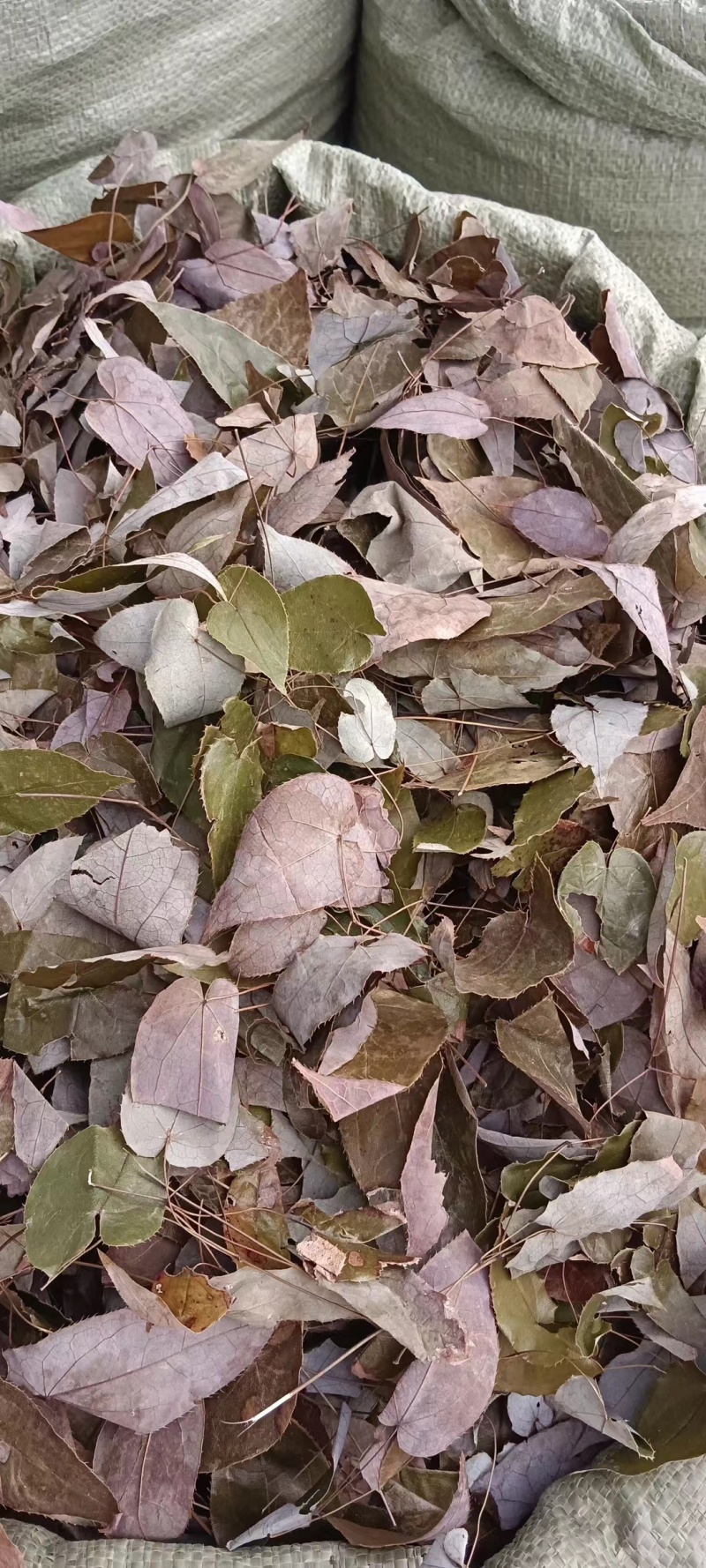 淫羊藿