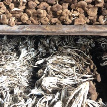 食用菌干货未开伞茶树菇