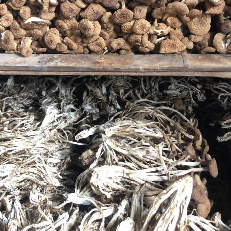 食用菌干货未开伞茶树菇