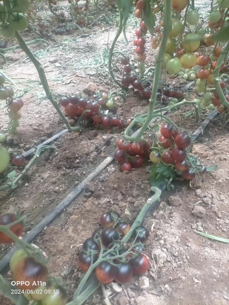 黑番茄，黑西红柿