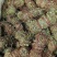 鸡骨草