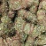 鸡骨草