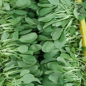带根鸡毛菜