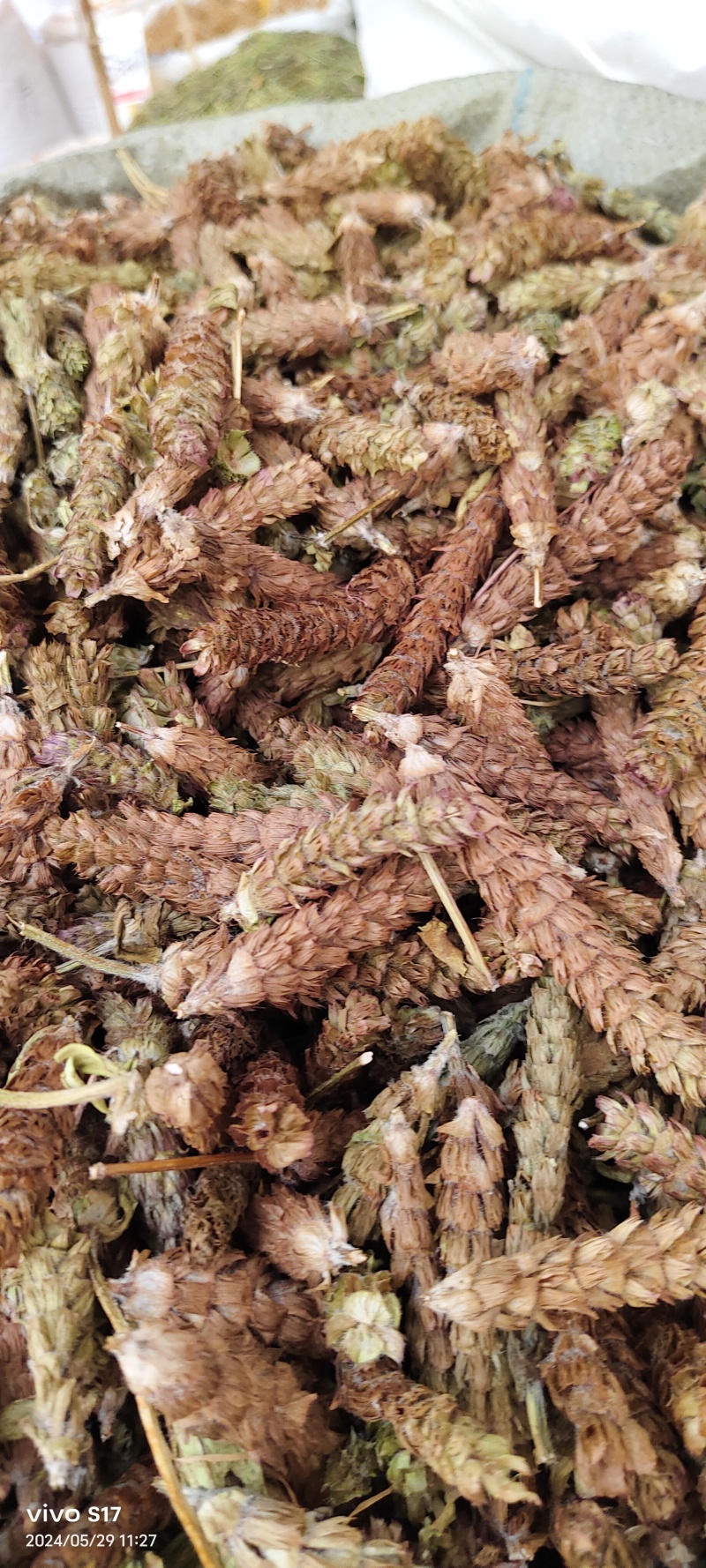 夏枯球