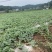 西瓜一手货源，头茬瓜，基地直发，无任何中间费用