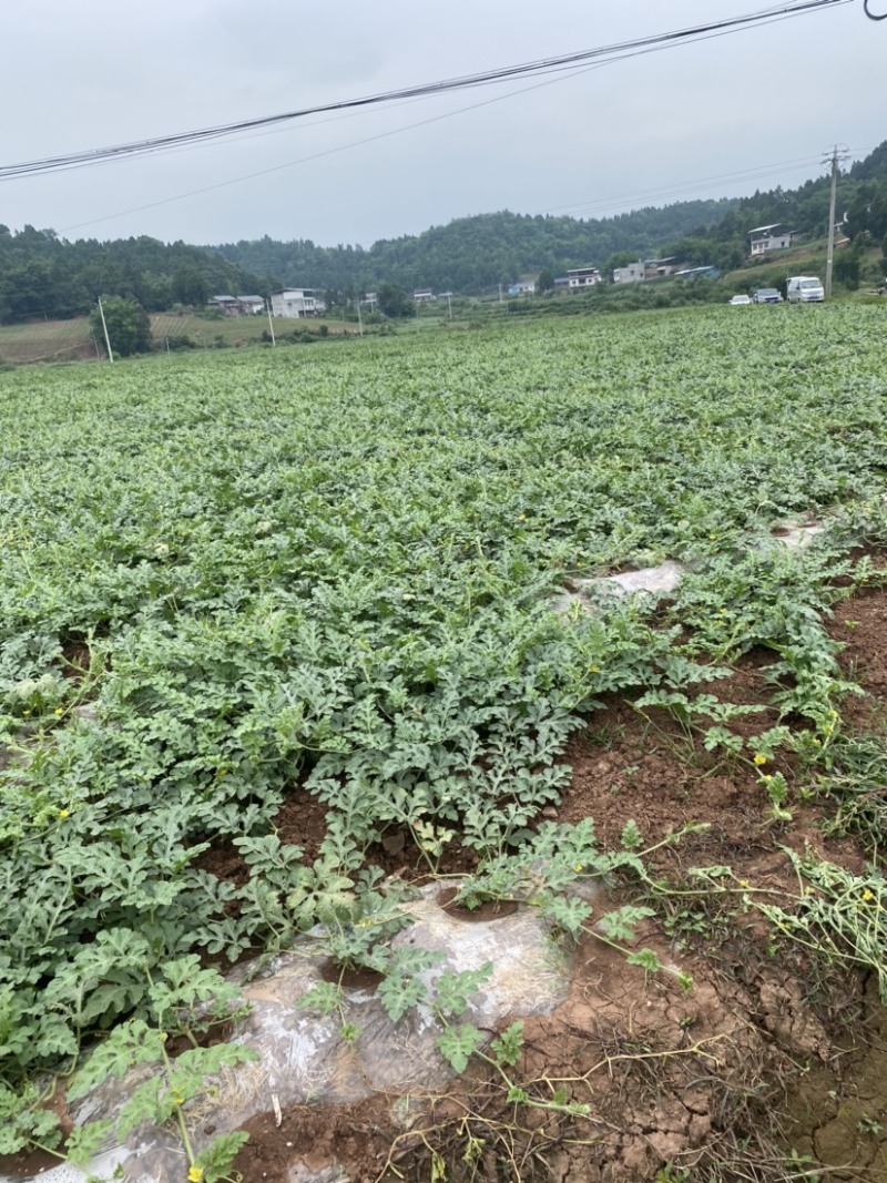西瓜一手货源，头茬瓜，基地直发，无任何中间费用