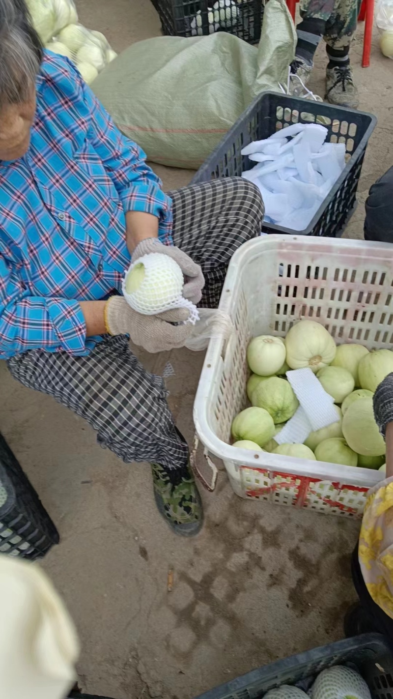 小白瓜白玉香瓜产地直发货源充足量大从优可供商超
