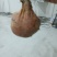 鸡宝