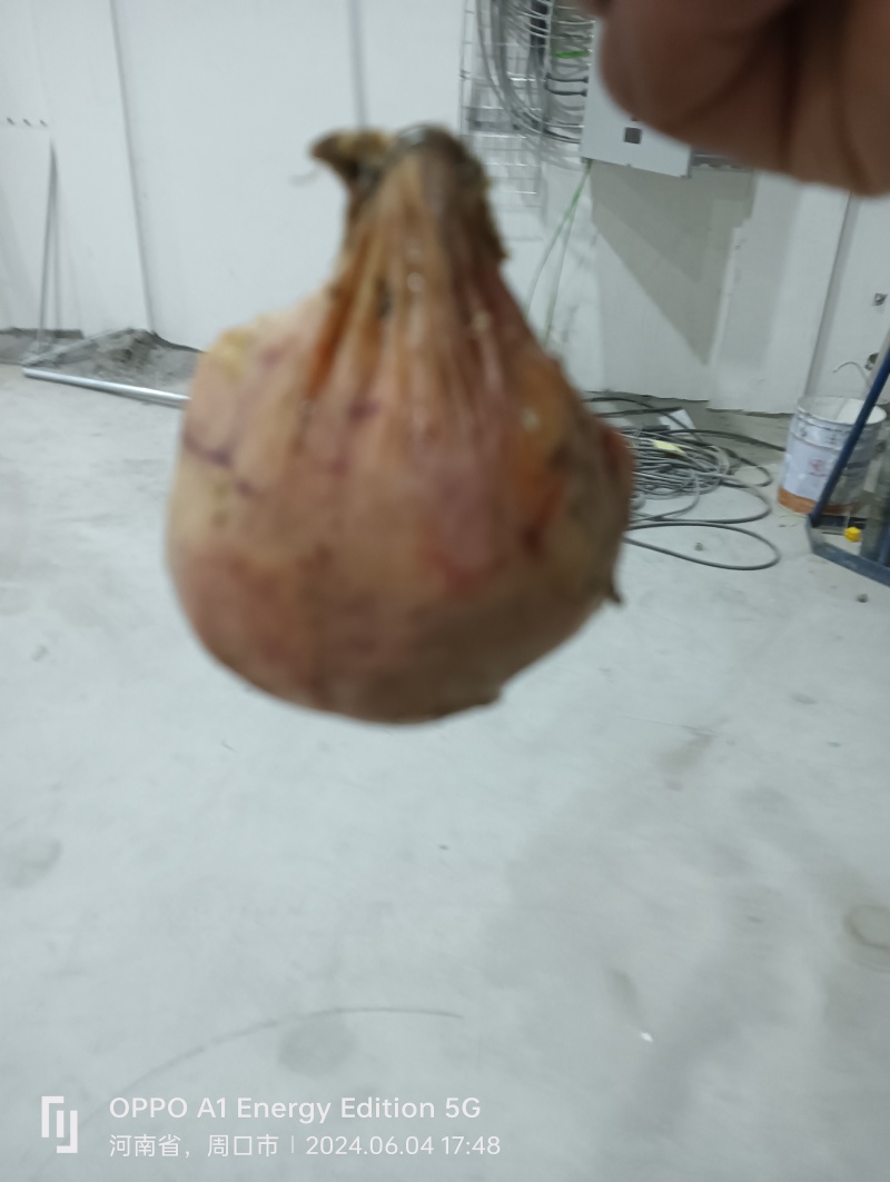 鸡宝