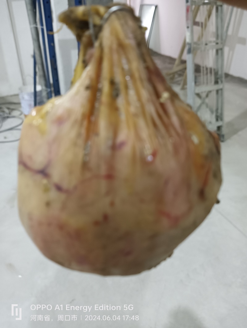 鸡宝