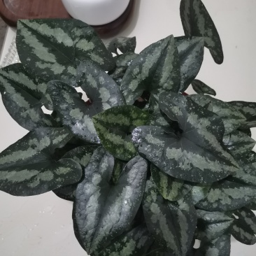 花叶细辛鲜货，干货