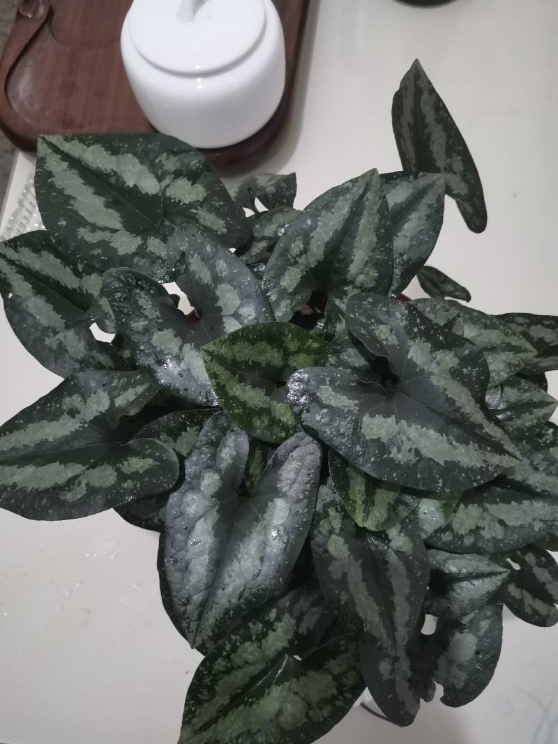 花叶细辛鲜货，干货