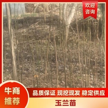 辛夷苗可嫁接玉兰树，辛夷树，含笑都植物，适合各种绿化用苗