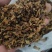 梅干菜量大从优，山东单县产地直发，可供商超市场，加工厂