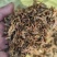 梅干菜量大从优，山东单县产地直发，可供商超市场，加工厂