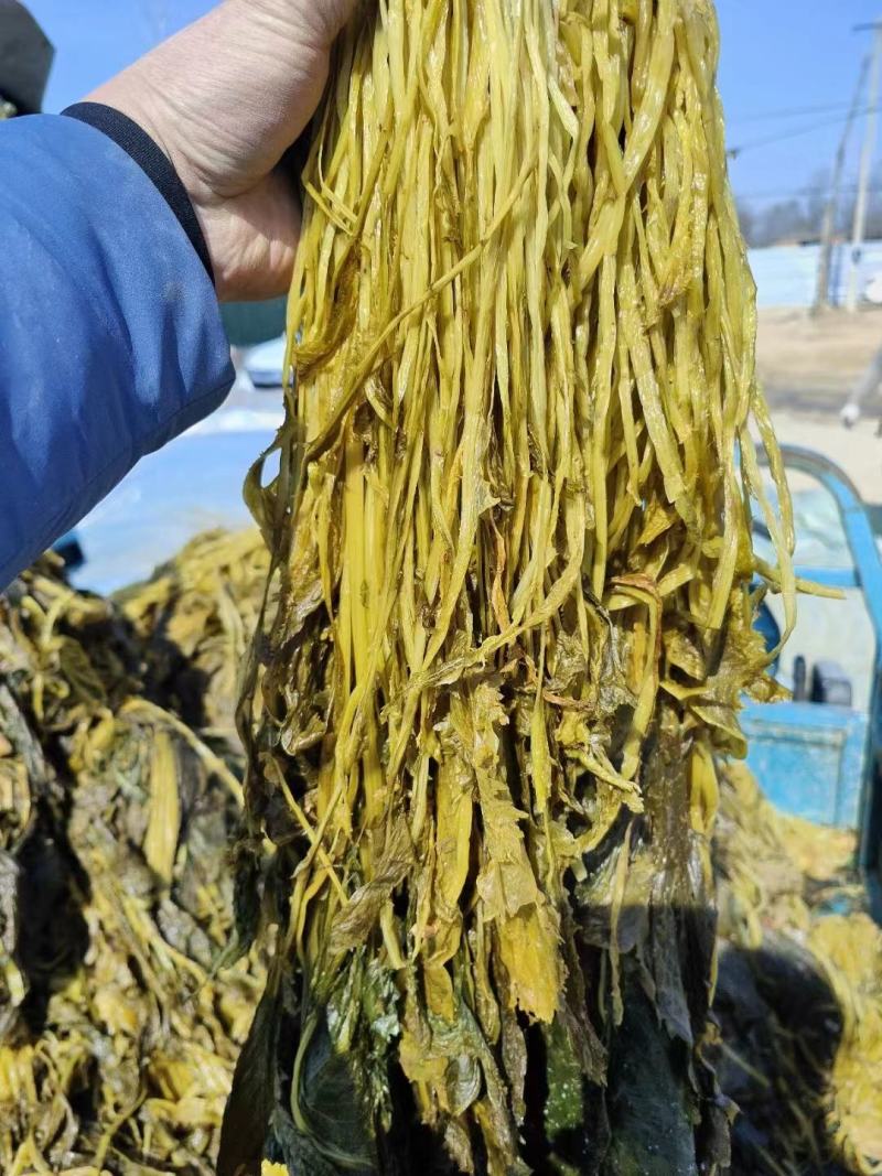 梅干菜量大从优，山东单县产地直发，可供商超市场，加工厂