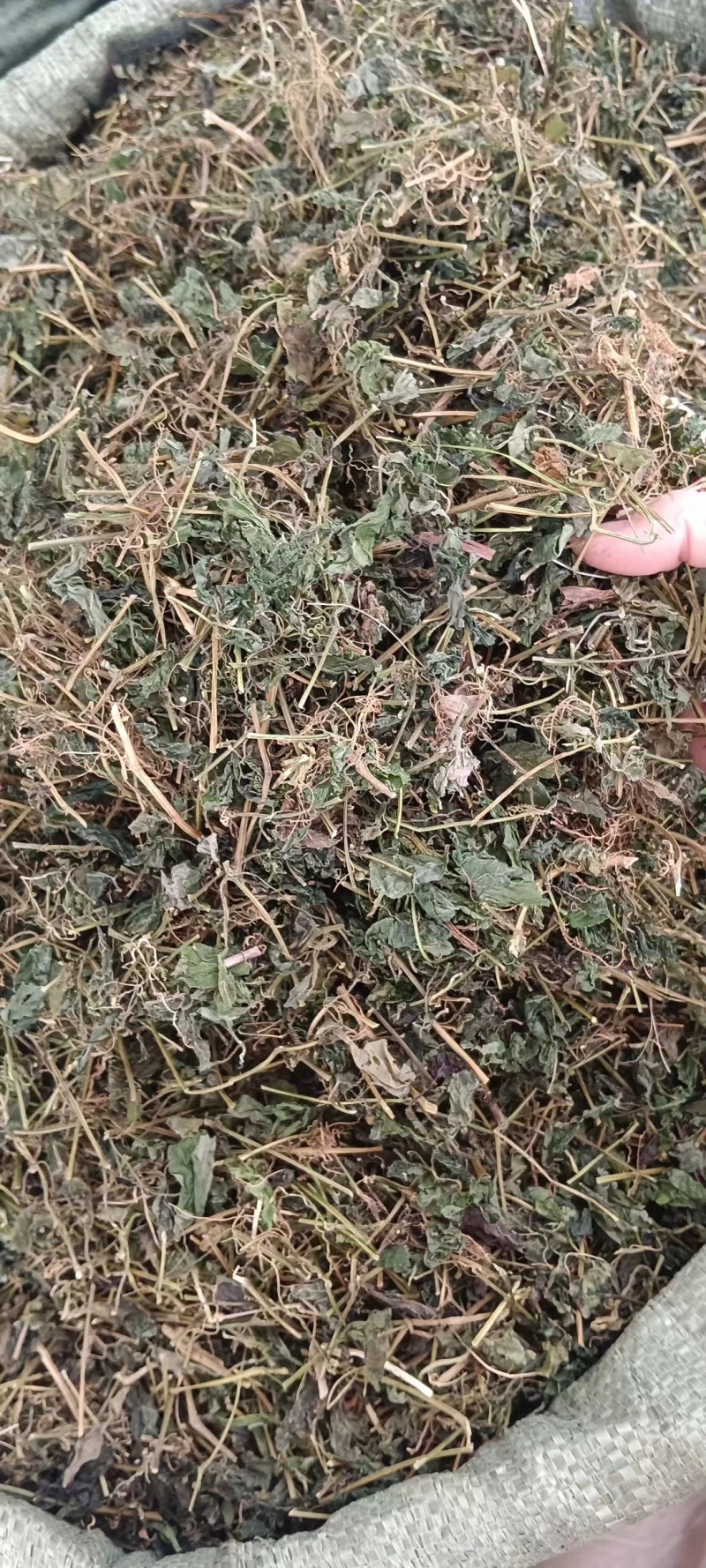 绞股蓝
