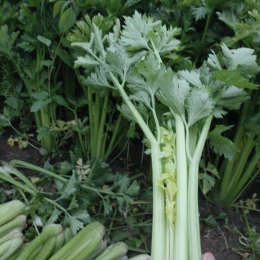 法国皇后芹菜山东菏泽曹县芹菜产区西芹产地直供