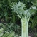 法国皇后芹菜山东菏泽曹县芹菜产区西芹产地直供