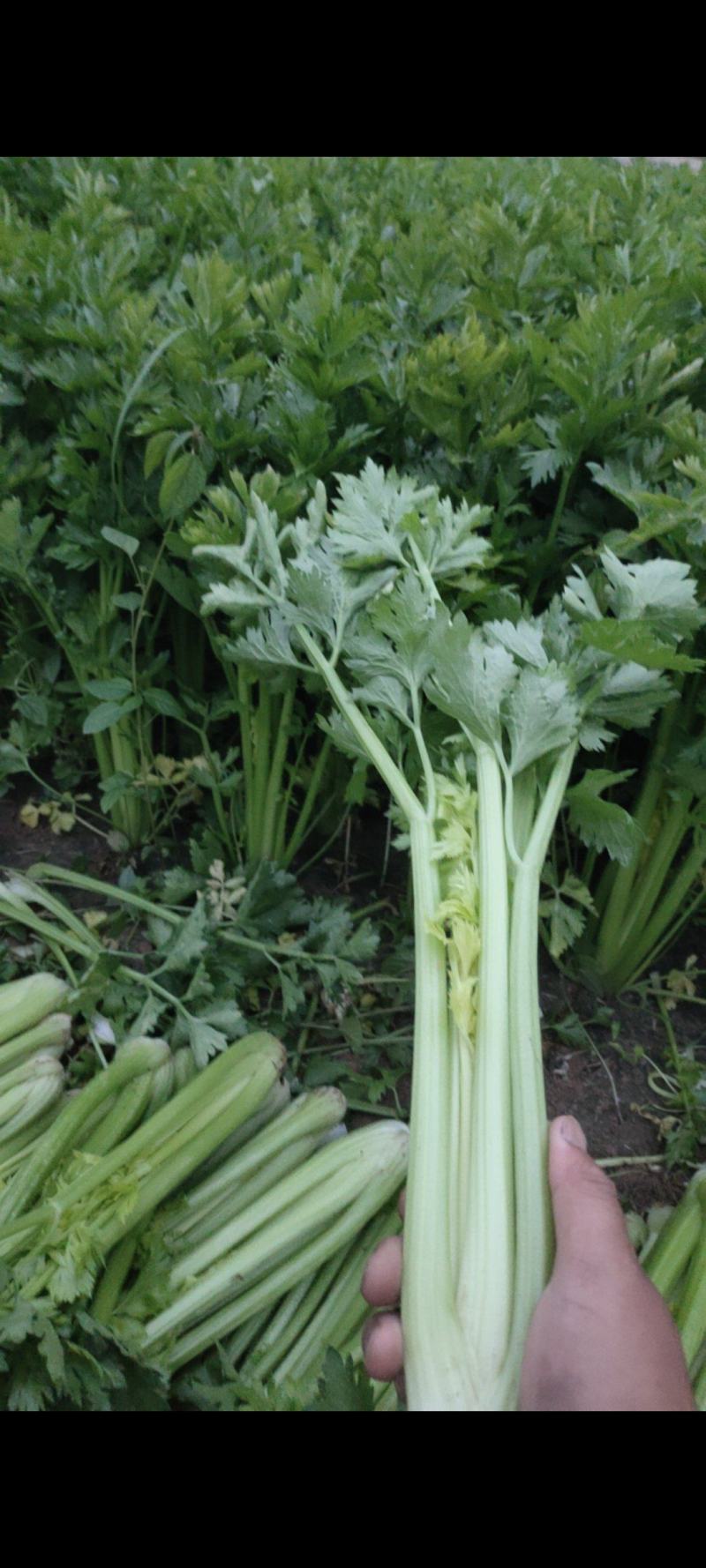 法国皇后芹菜山东菏泽曹县芹菜产区西芹产地直供