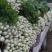 法国皇后芹菜山东菏泽曹县芹菜产区西芹产地直供