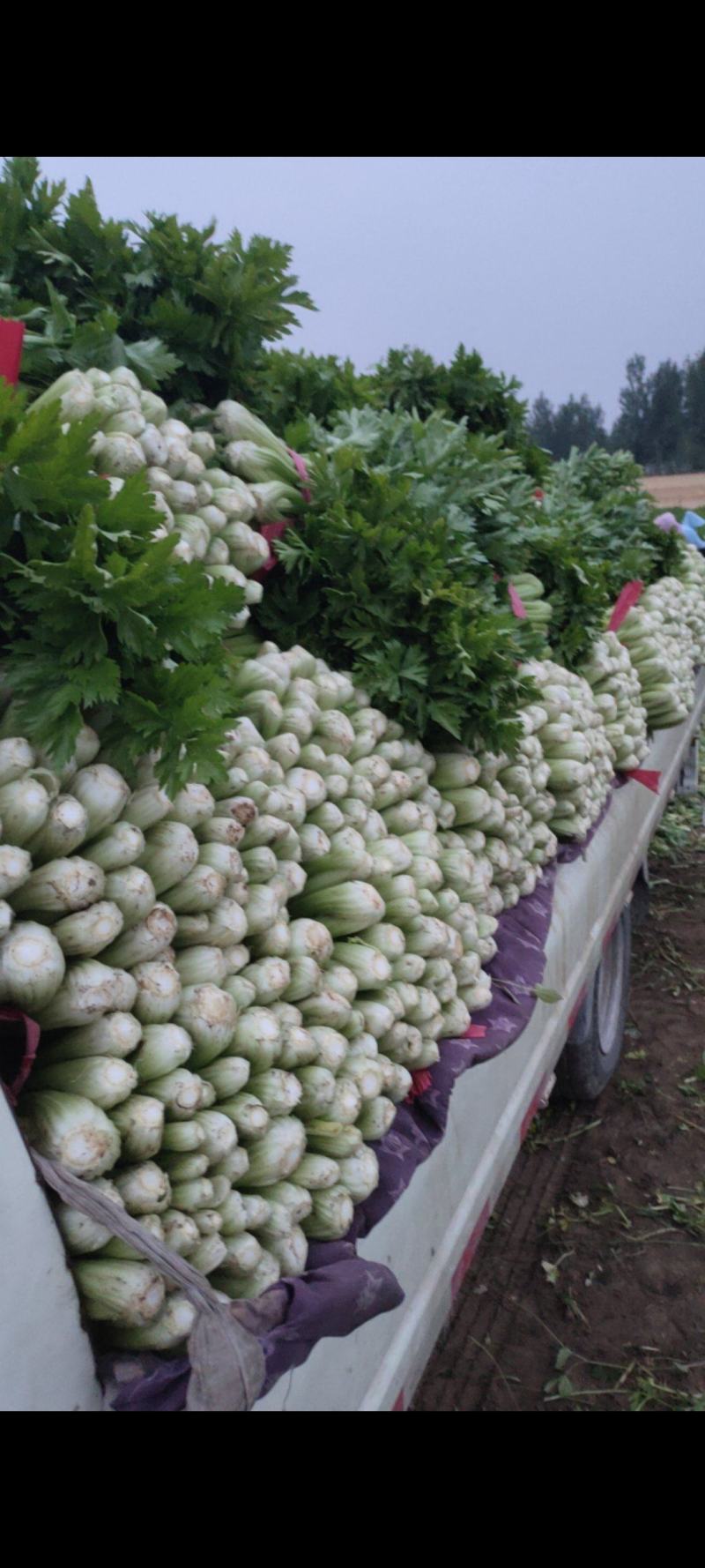 法国皇后芹菜山东菏泽曹县芹菜产区西芹产地直供