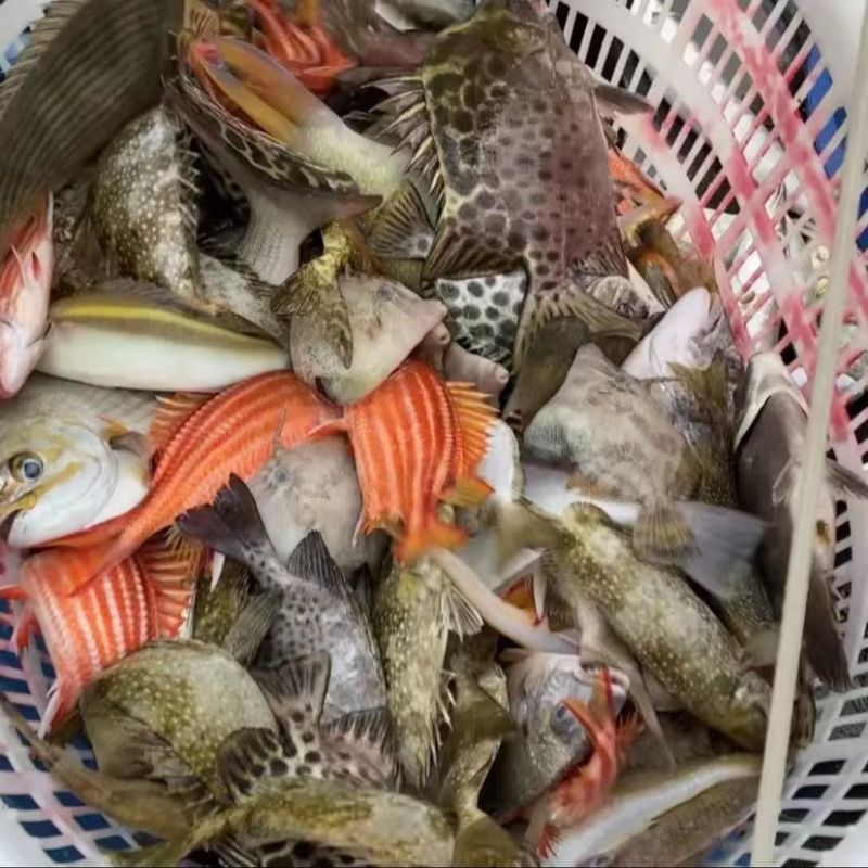 海杂鱼