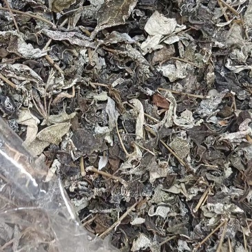 藤茶