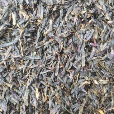 板蓝根籽，优质纯新。过风过筛