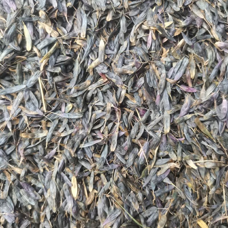 板蓝根籽，优质纯新。过风过筛