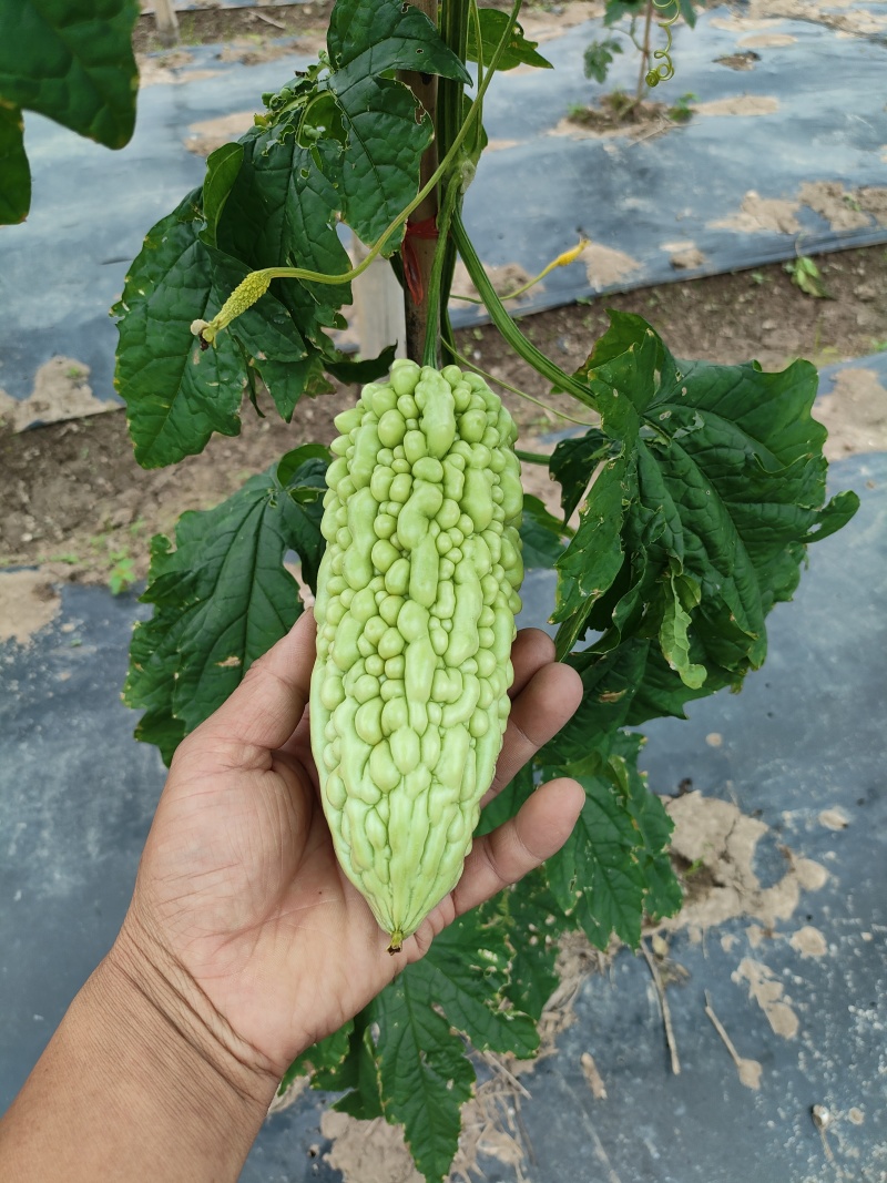 供应各种蔬菜。