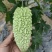 供应各种蔬菜。