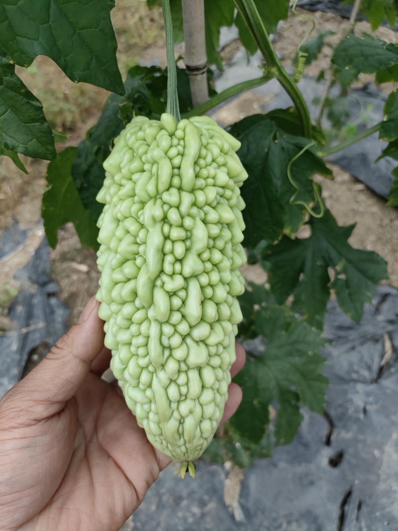 供应各种蔬菜。