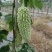 供应各种蔬菜。