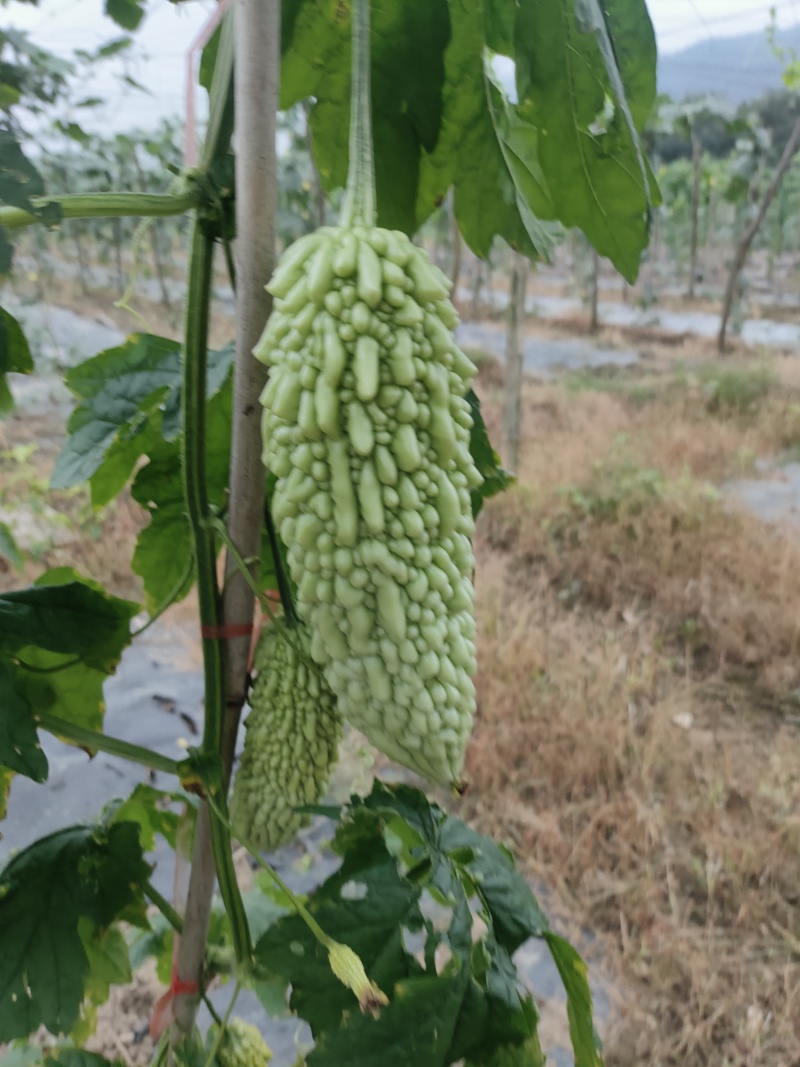 供应各种蔬菜。