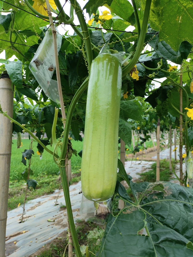 供应各种蔬菜。