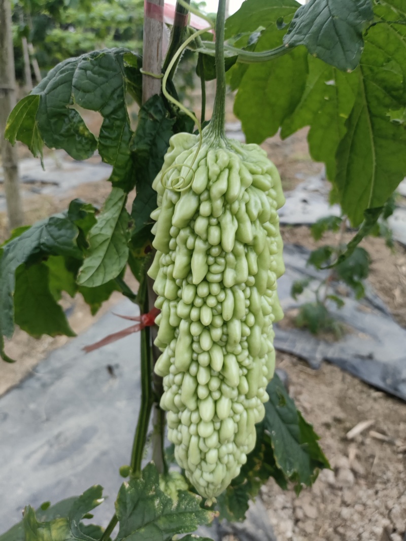 供应各种蔬菜。