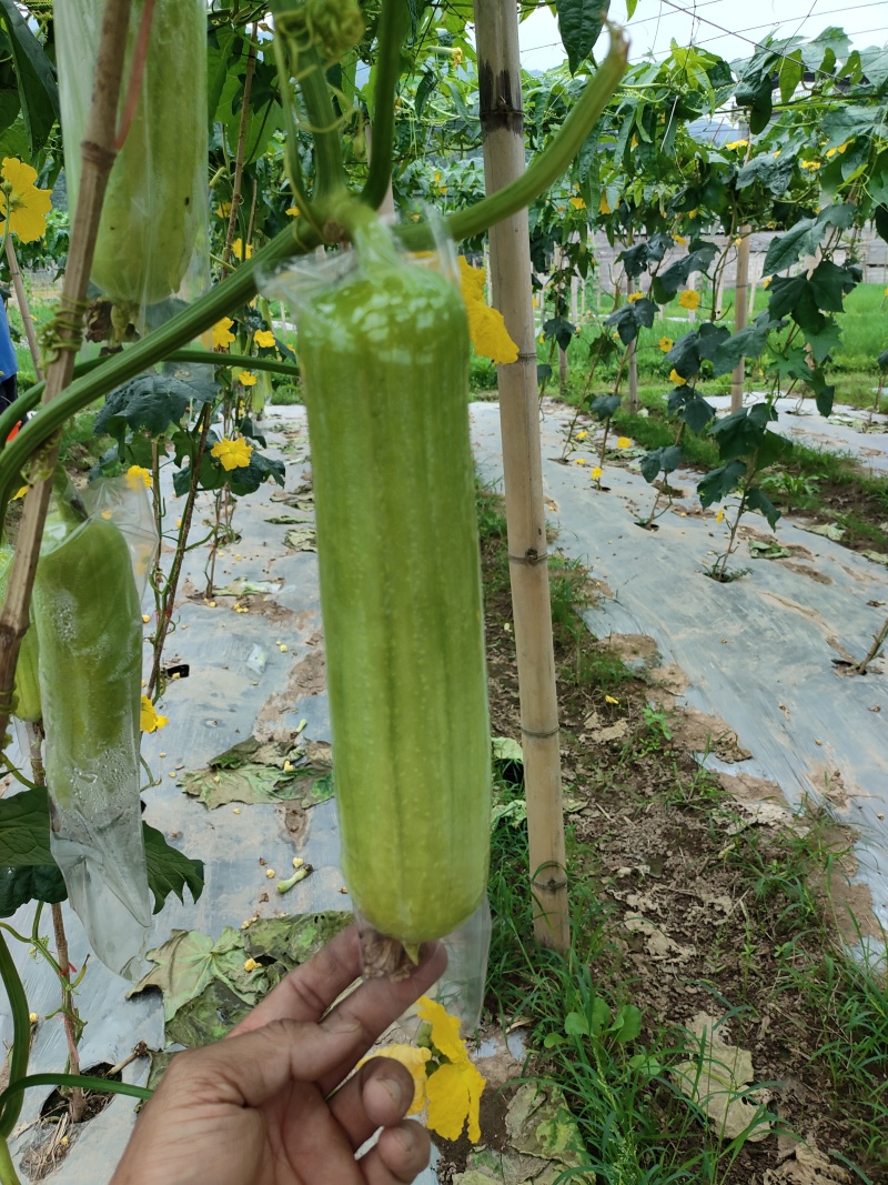 供应各种蔬菜。