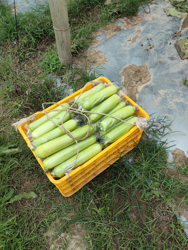 供应各种蔬菜。