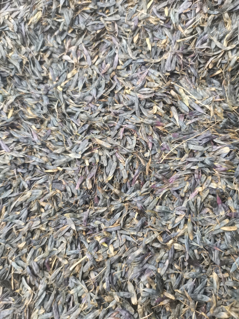 板蓝根籽，优质纯新。过风过筛