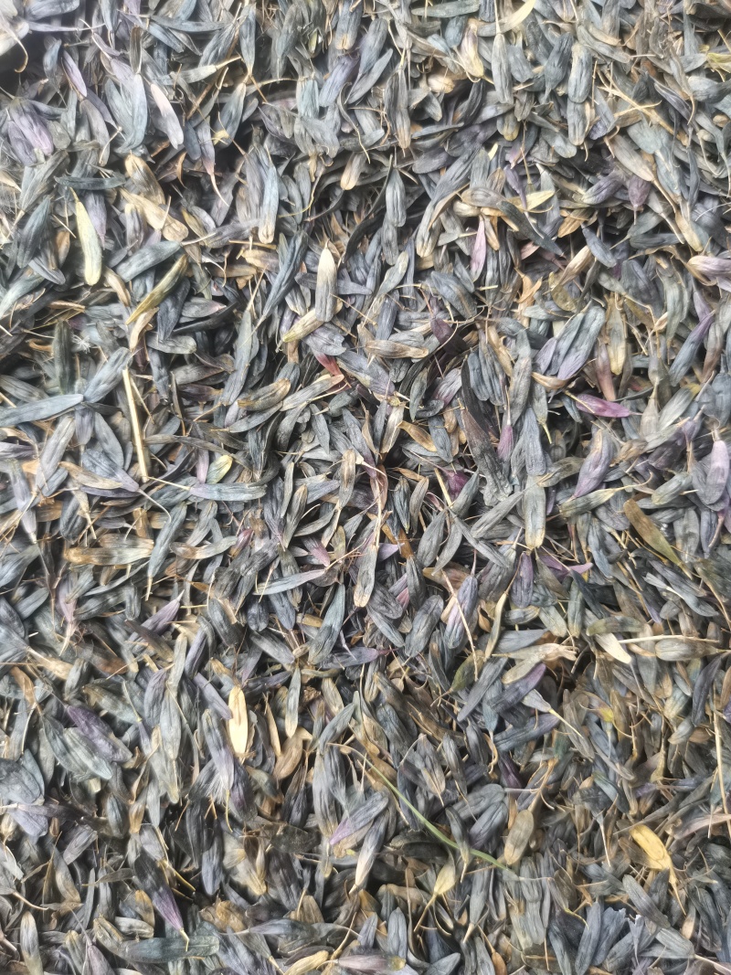 板蓝根籽，优质纯新。过风过筛